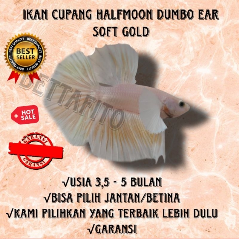 ikan cupang halfmoon Dumbo ear soft gold