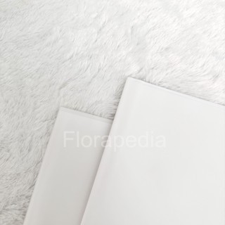 

(PER PACK) Flower Wrapping Paper Transparan / Kertas Buket Bunga / Cellophane Pastel Color Premium Putih