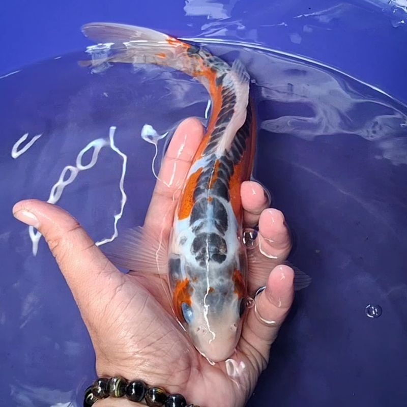 Ikan Koi Blitar Jenis Shusui / Rumah Koi Jakarta / kode 003