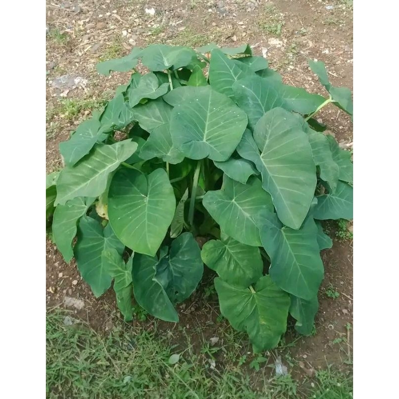 

daun talas segar 1 kg