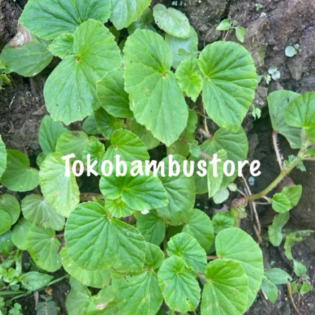 

Daun hariang segar 500 gram daun begonia muricata