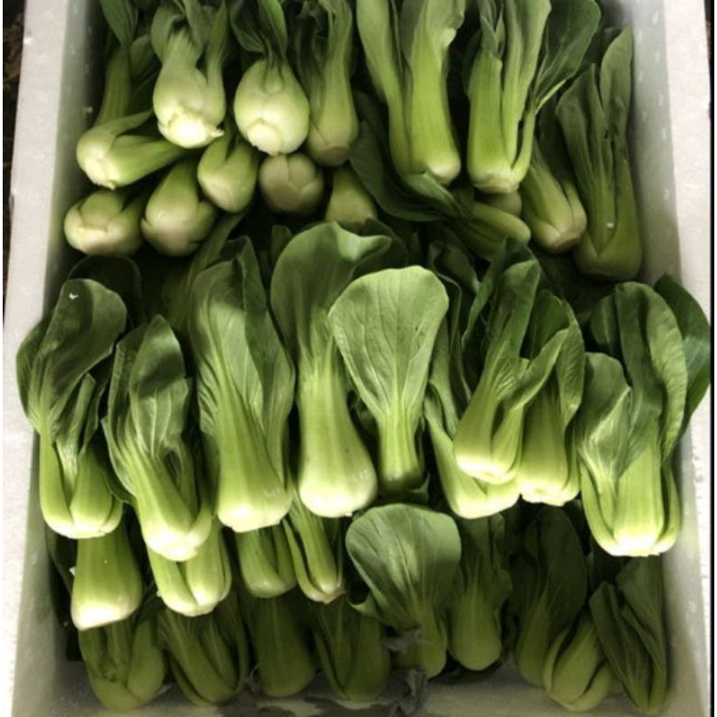 

sawi pakcoy presh 500gr