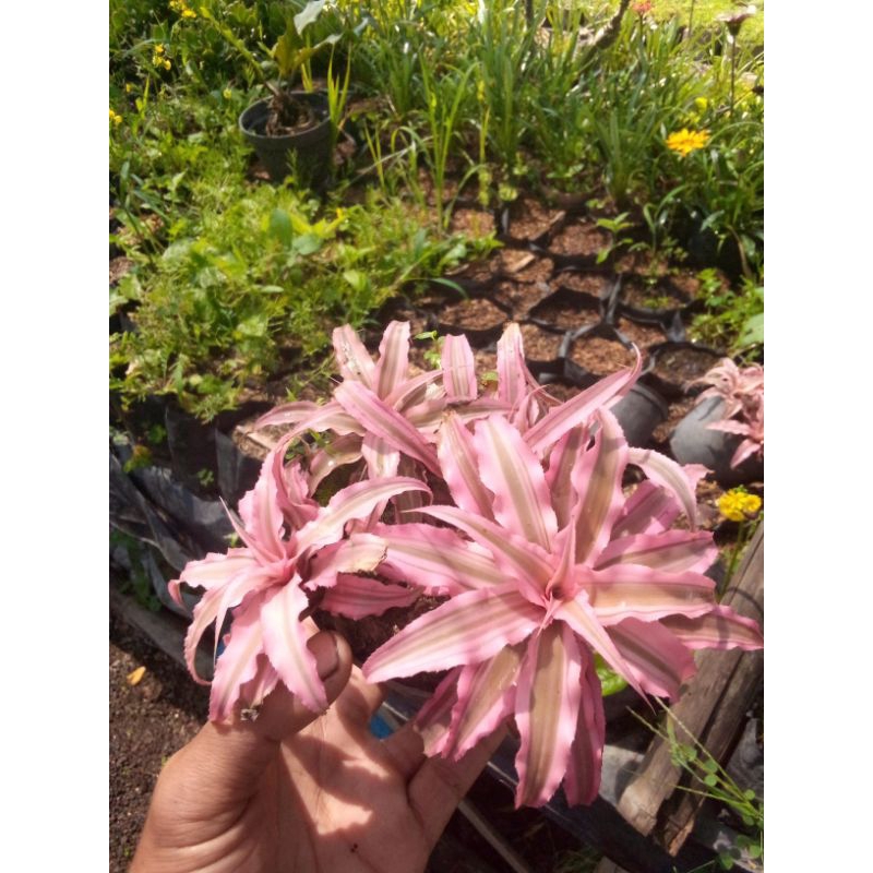 bromelia pink mini