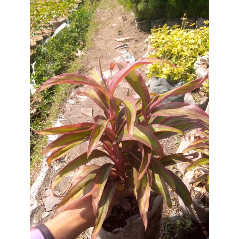 hanjuang merah daun kecil