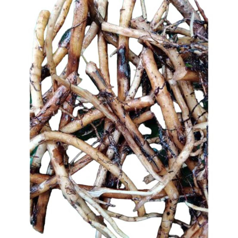 

akar pohon pisang 500gram