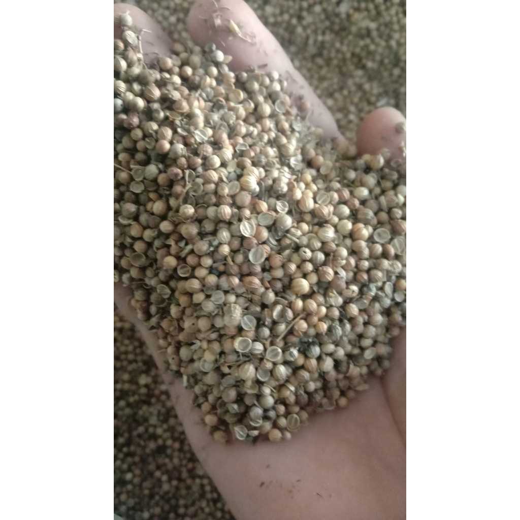 

Ketumbar Hitam Organik kualitas B 500 gr / Ketumbar Organik Bebas Pemutih kualitan B 500 gram