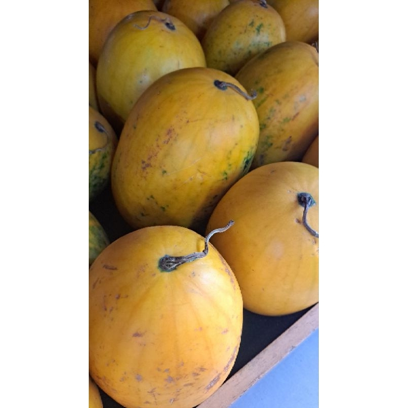 

Semangka Kuning Golden Jepang -+ 3 Kg / Pcs Utuh