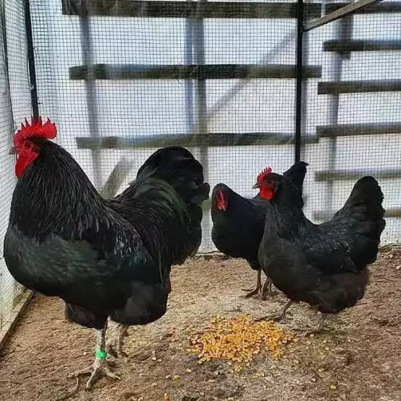 

TELUR FERTIL AUSTRALORP INDUKAN IMPORT JUMBO UNTUK DINTETASKAN