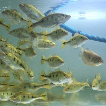 ikan predator peacock bass/ikan air tawar /predator /ikan hias