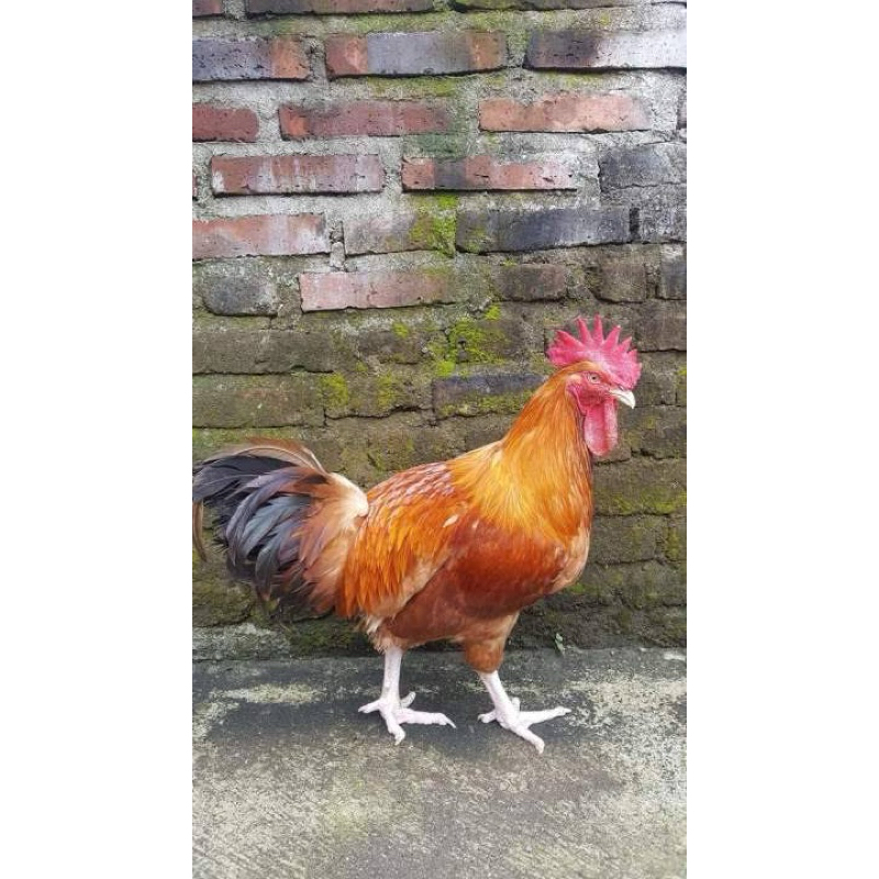 TELUR FERTIL AYAM MERAWANG AYAM PEDAGING DAN  PETELUR UNTUK DI TETASKAN