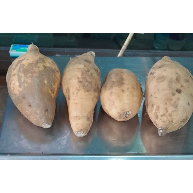 

Ubi Cilembu 1 kg