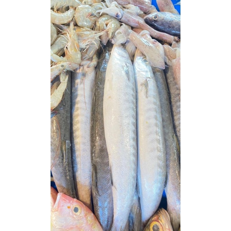 

IKAN TT / IKAN CUCUT