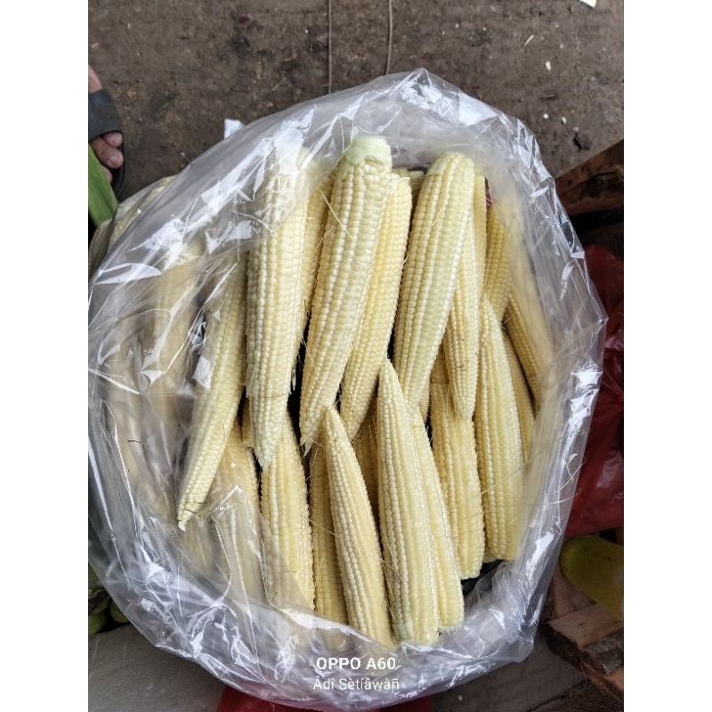

Putren Kupasan Fresh