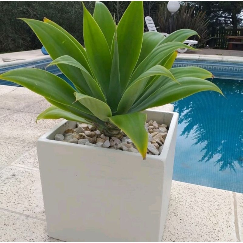 tanaman hias agave siklok besar