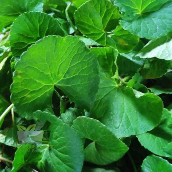 

Daun Pegagan Segar Antanan Segar 300 gram Murah