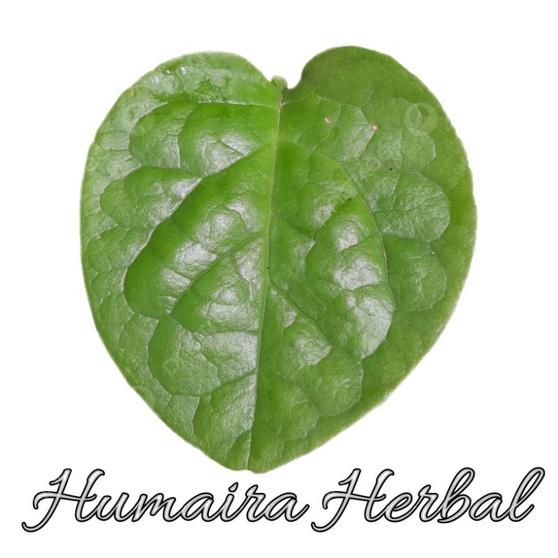 

Daun Binahong Segar 50 Lembar Daun Segar Obat Herbal