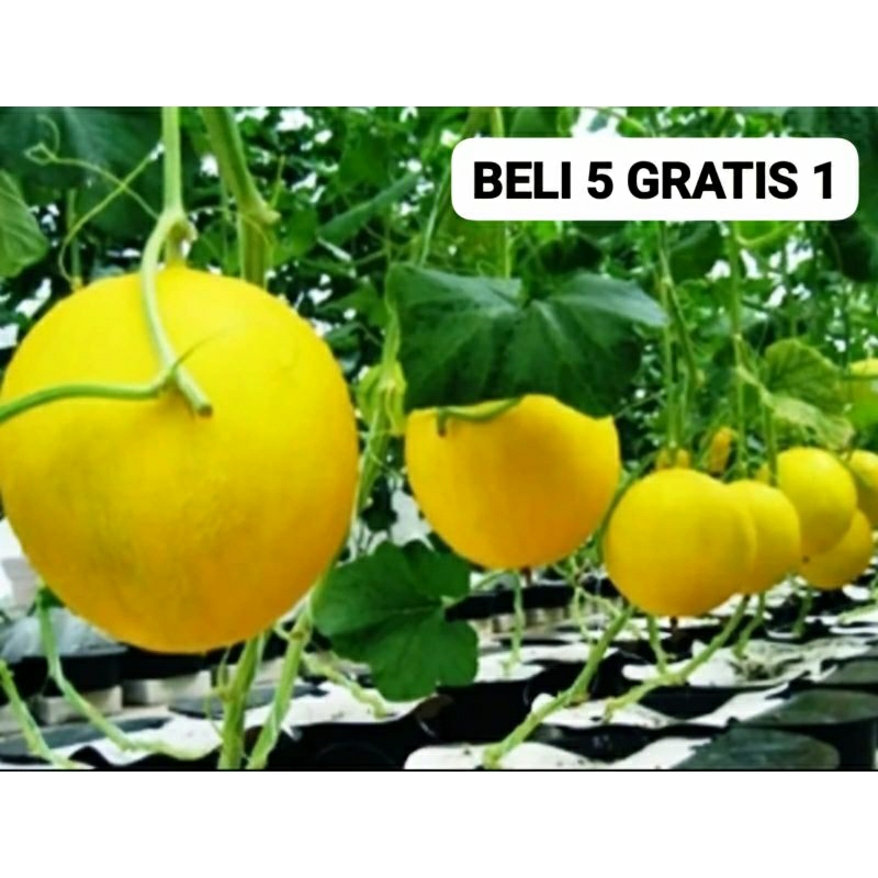 50 Benih Bibit Biji Melon Luna Golden Kuning F1 Hibrida Seeds Manis