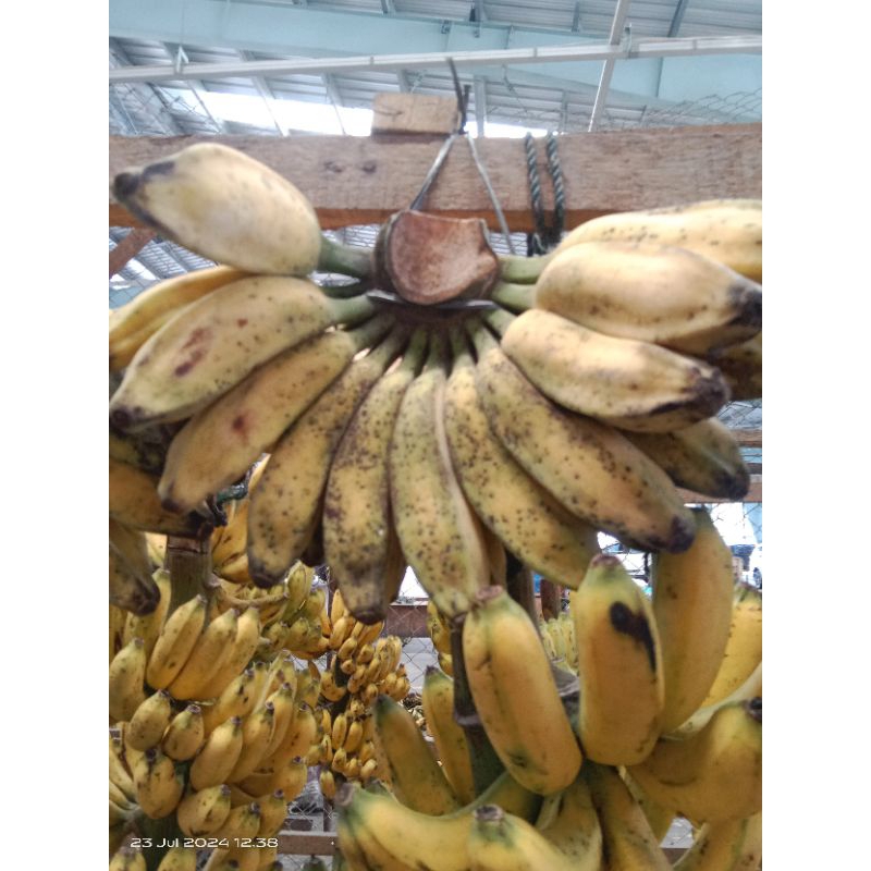 

Pisang kepok 1 sisir besar