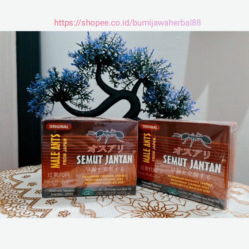 Semut jantan original