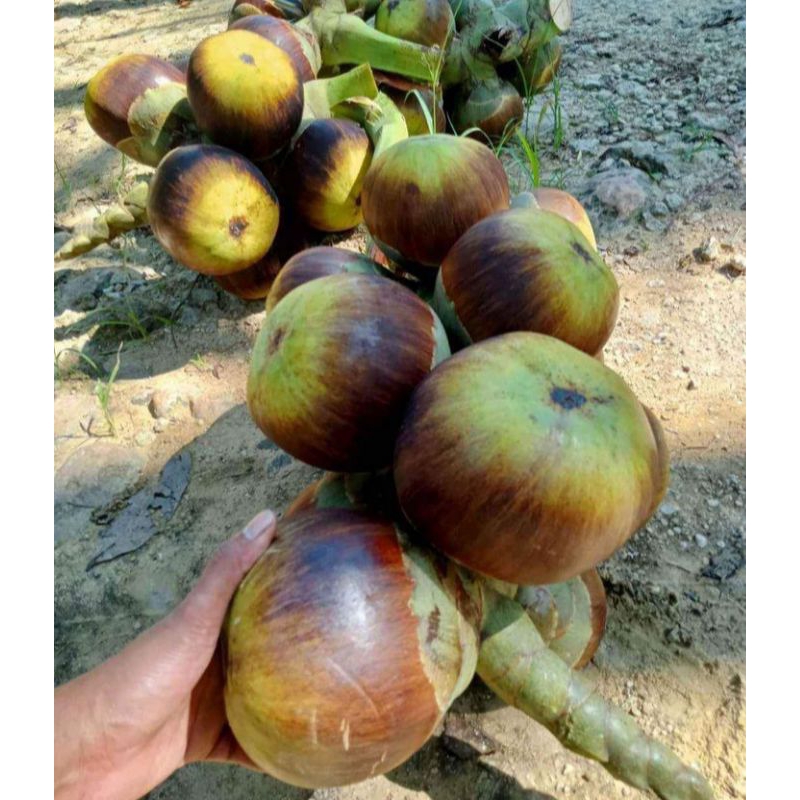 

BONUS..BUAH LONTAR/ SIWALAN UTUH 2 BONUS 1