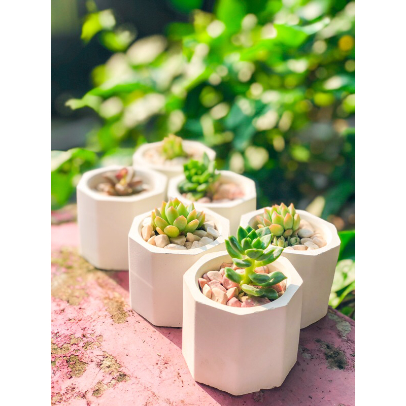 KAKTUS MINI | SOUVENIR KAKTUS TANAMAN KAKTUS MINI DAN TANAMAN SUKULEN POT HEXAGON - COCOK UNTUK SOUV