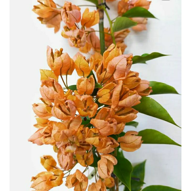 tanaman hias Bougenville gold anggur pohon Bougenville gold anggur