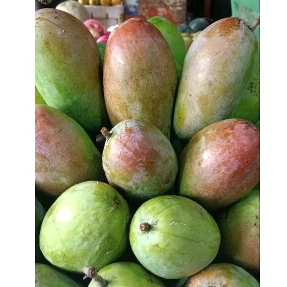 

MANGGA THAILAND / MANGGA KIYOJAI