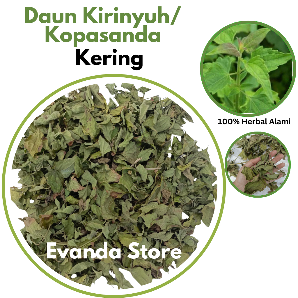 

Daun Kirinyuh Kering murni Daun Kopasanda Daun Balakacida kering Teh Herbal Alami