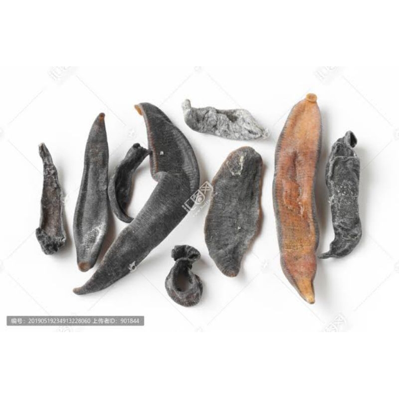 

50 G 100 GR GRAM 水蛭 SHUI ZHI HIRUDO NIPPONICA WHITMAN LINTAH KERING