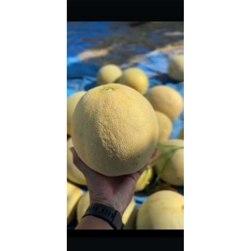 

melon Hijau madu/melon manis banyak air