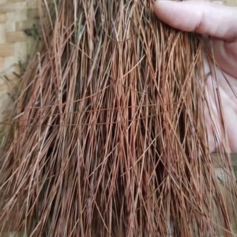 

COD 1 KG DAUN PINUS KERING ASLI DAUN PINUS KERING