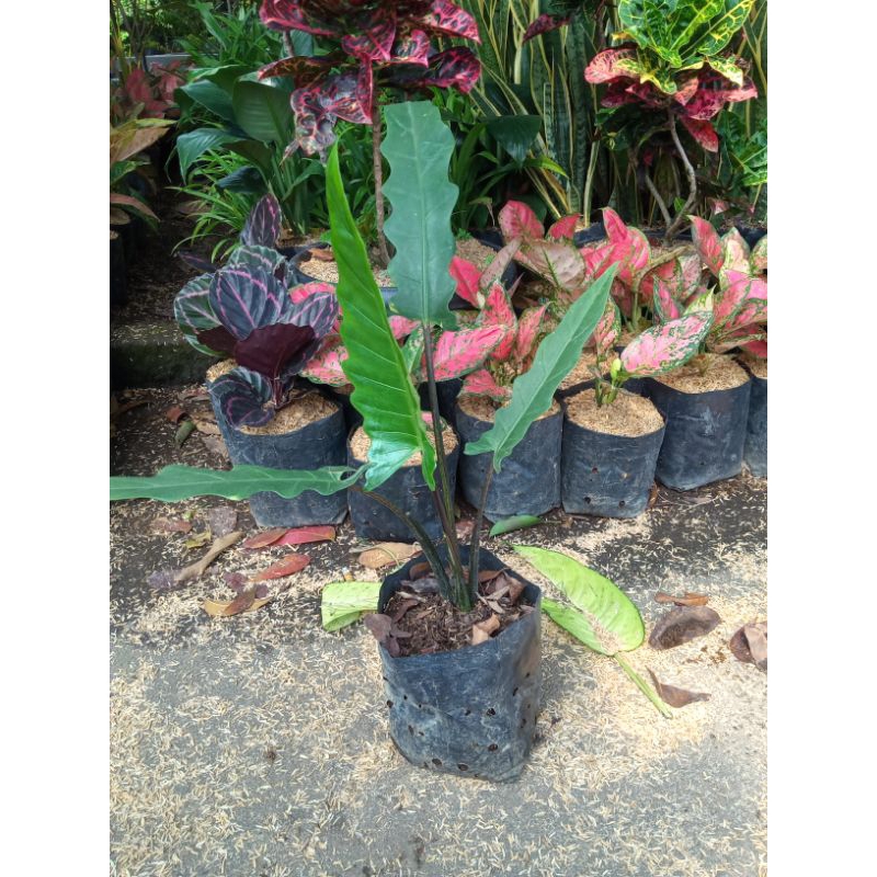 Tanaman Hias Keris Papua