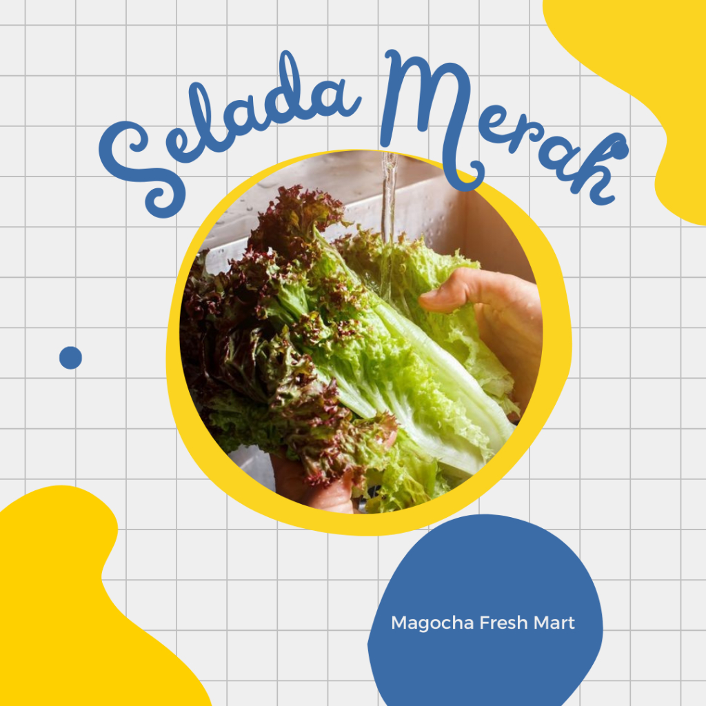 

Selada Merah Fresh 100 gr/250 gr/500 gr/ 1 kg