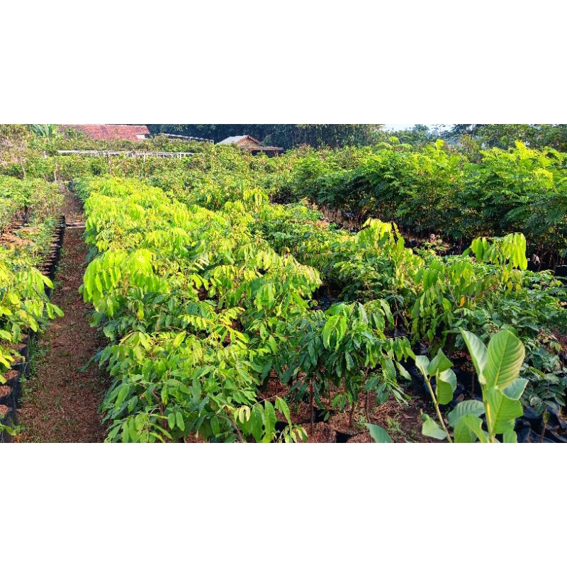 

Kelengkeng New Kristal