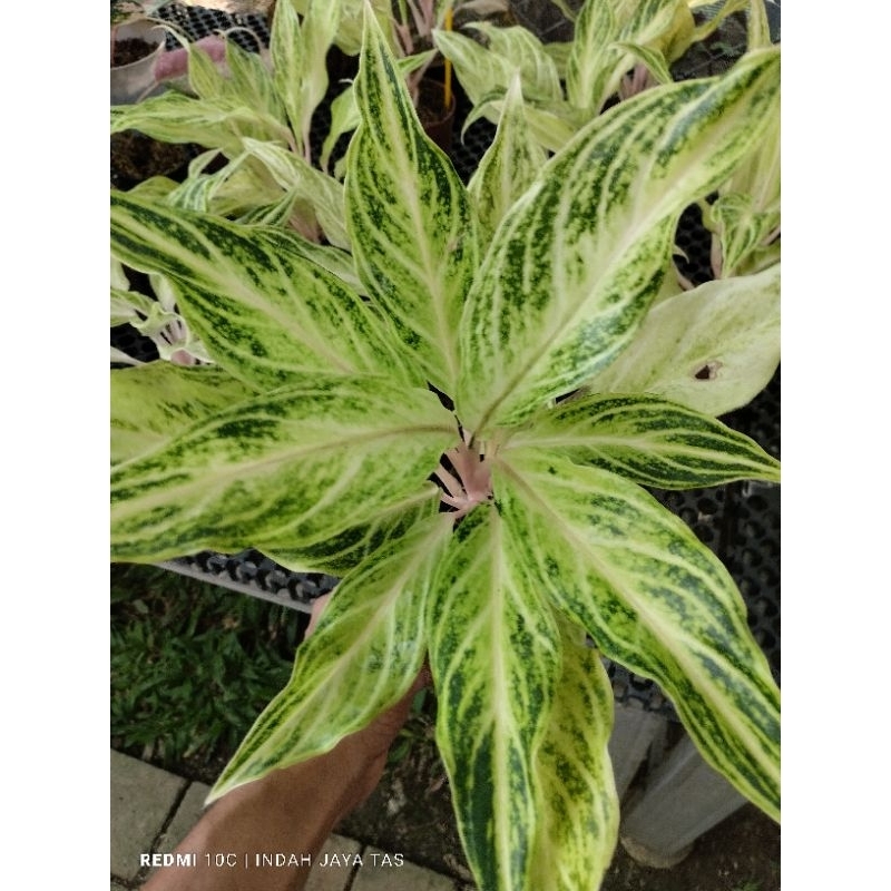 aglonema white sunset jumbo menor