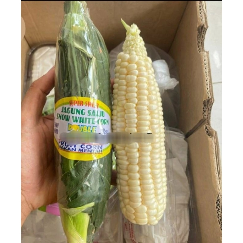 

Jagung Putih Salju Corn Dimakan Mentah Manis / Pcs