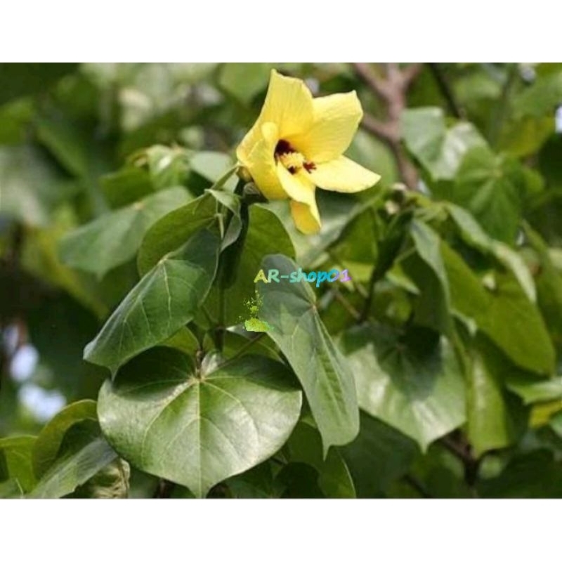 

daun waru segar fress per 1Lembar | daun waru obat TBC Dan paru paru p