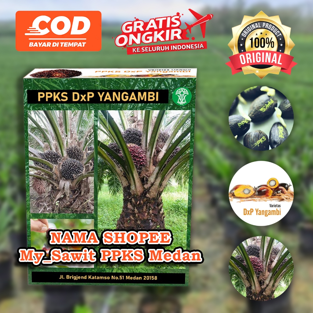 PPKS DXP YANGAMBI SUPER UNGGUL DAPAT SERTIFIKAT DAN BONUS