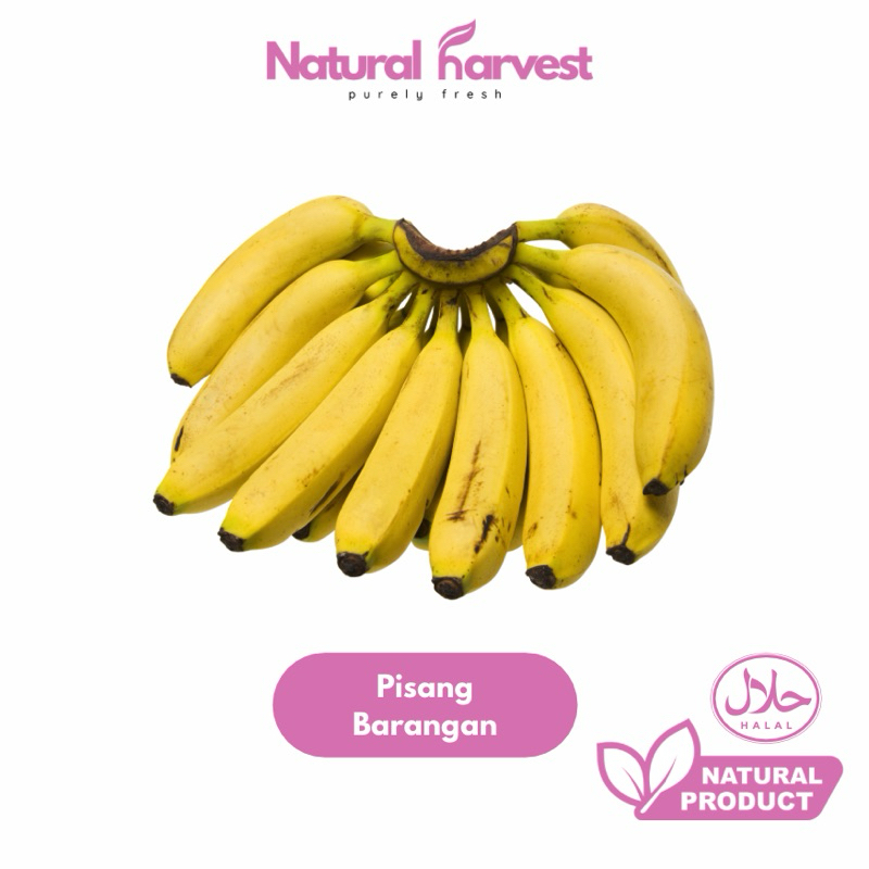 

Pisang Barangan Super 1 Sisir | NaturalHarvest!