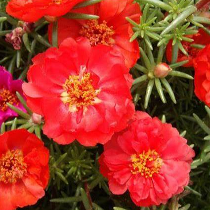 Benih Bunga Moss Rose Merah Portulaca Grandiflora (Isi 10 biji)