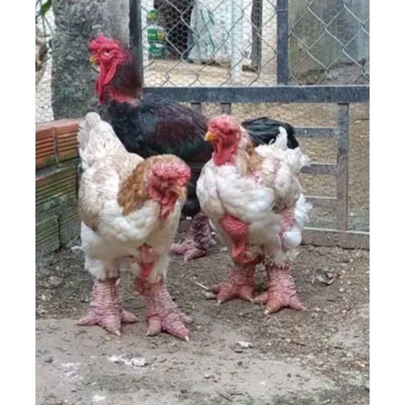 

Telur fertil Ayam Dong Tao untuk di tetaskan