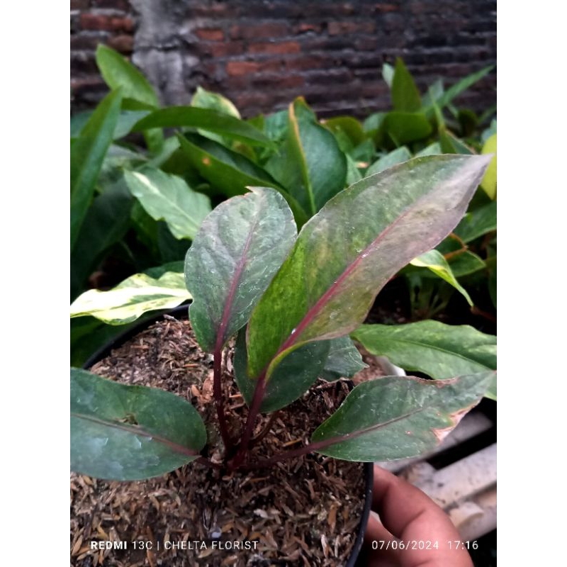 Anthurium hokeri pink