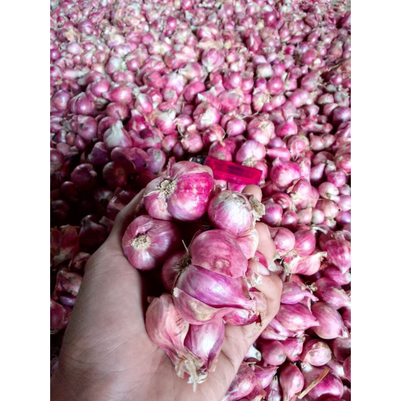 

BAWANG MERAH 1KG PALING MURAH SE JATIM