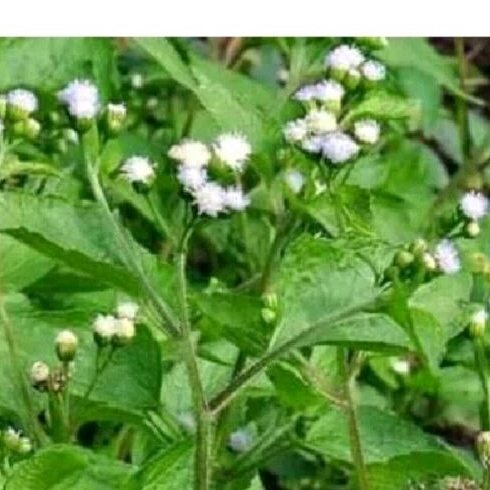 

satu kilo daun bndotan bndotan segr