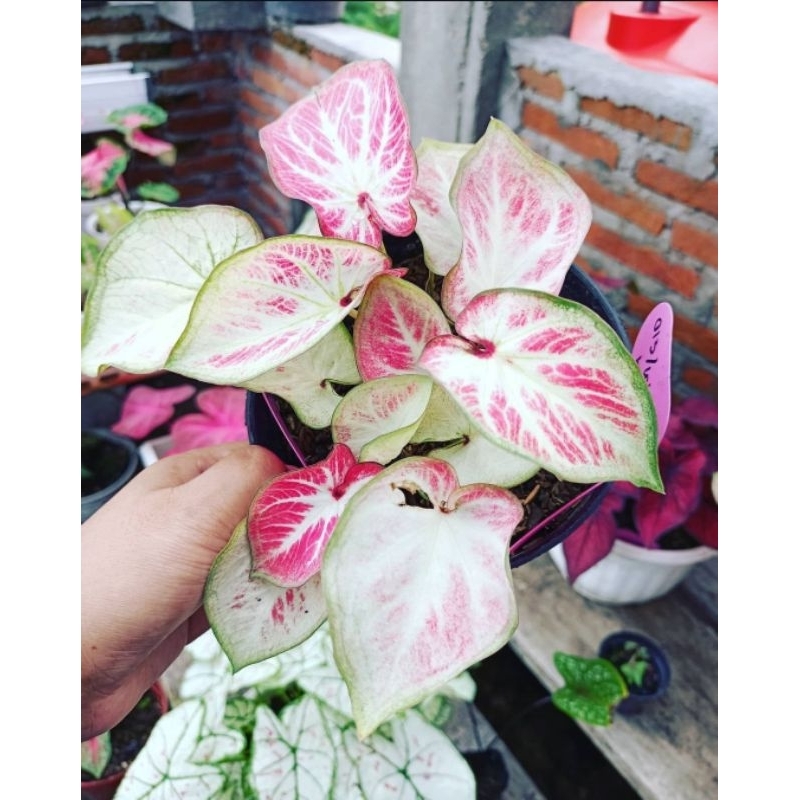 Caladium White Bon-Tanaman Hias Keladi White Bone Bibit