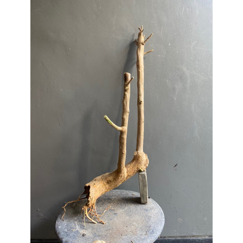 Bonggolan Bougenville Bonggol Bogel Bogelan Bugenvile Bougenville Bogenfile Bogenfil Bogenville Ungu