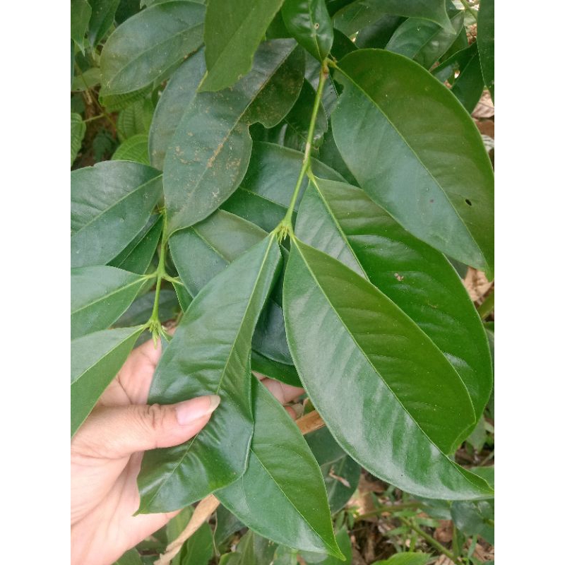 

daun mahkota dewa 20 lembar