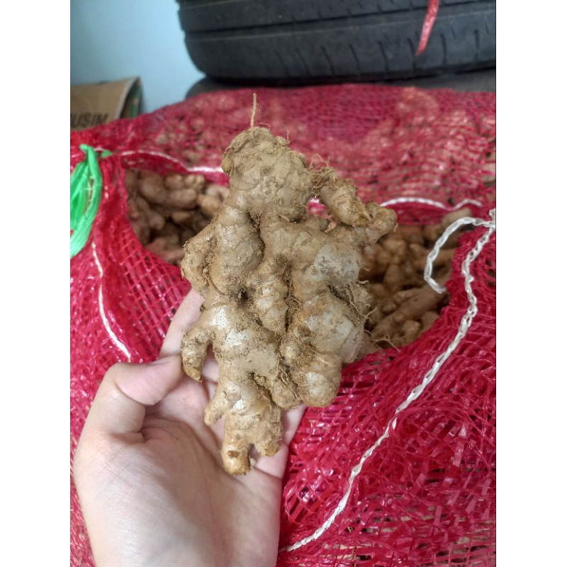 

jahe emprit segar wonogiri 1Kg