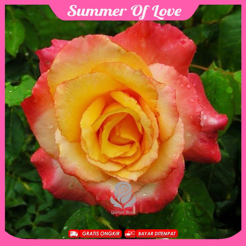 Mawar Import - Summer Of Love