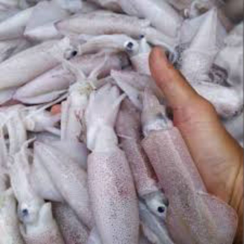 

cumi cumi sedang 500gr